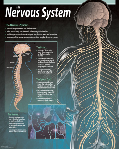 Central Nervous System Diagram Chart - Aflam-Neeeak