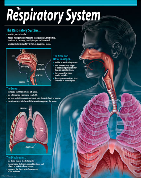 Respiratory System Chart