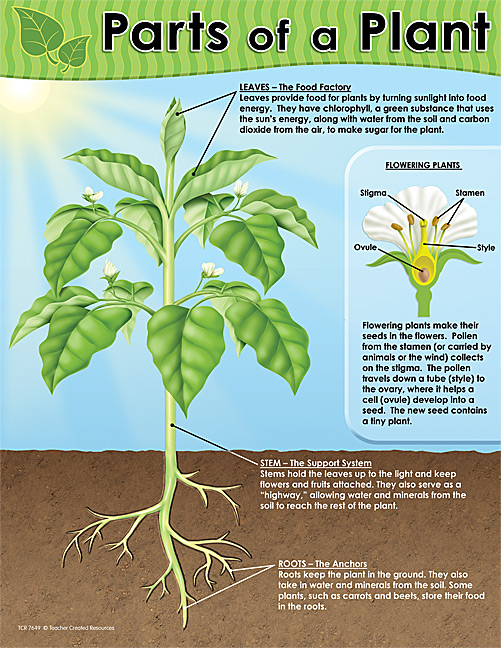 Chart Of Plants