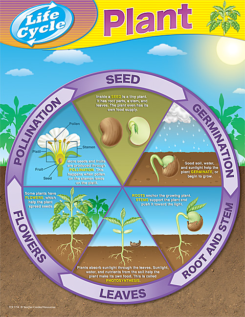 Science Chart