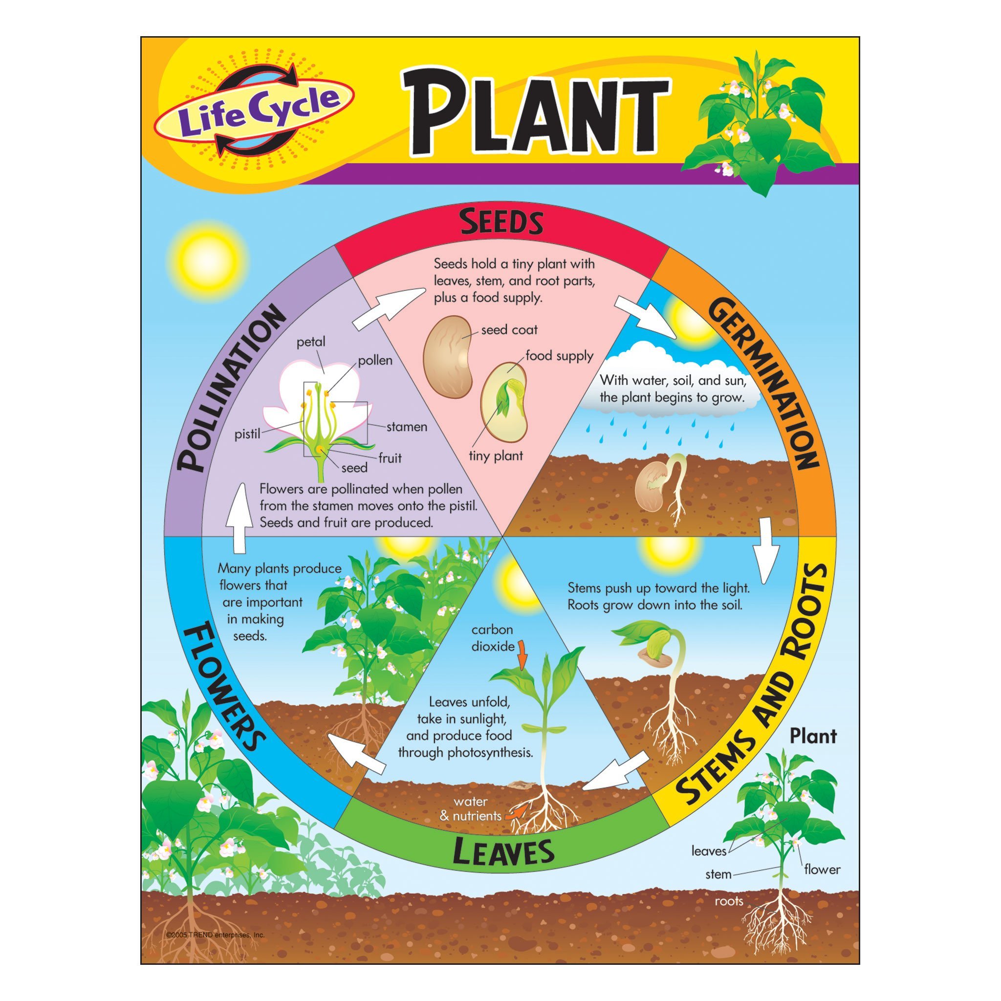 class-decoratives-t38179-life-cycle-of-a-plant-learning-chart-17